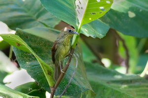 pin-striped-tit-babbler-(Macronus-gularis)