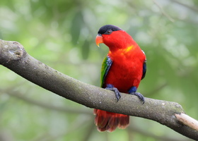 Purple-naped-lory-(Lorius-domicella)