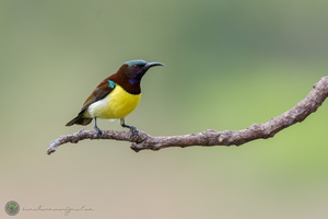 Purple-rumped Sunbird (Leptocoma zeylonica)02