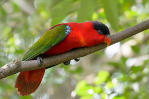 Purple-naped-lory-(Lorius-domicella)01