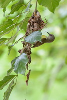Purple-rumped-Sunbird-(Leptocoma-zeylonica)01