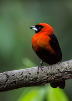 red-bishop-(Euplectes-orix)