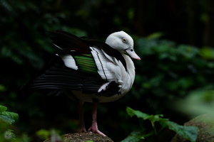 Raja Shelduck (Tadorna radjah)