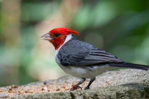 red-crested-cardinal-(Paroaria-coronata)