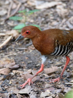 Red-legged-crake-(Rallina-fasciata)