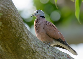 Red-turtle-dove-(Streptopelia-tranquebarica)