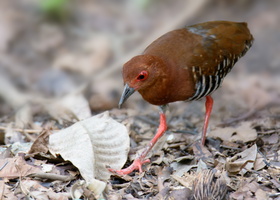 Red-legged-crake-(Rallina-fasciata)01