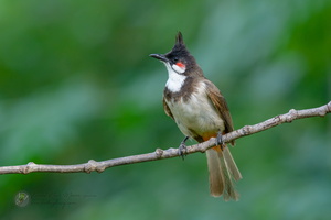 red-whiskered bulbul (Pycnonotus jocosus)