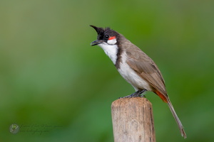 Red-whiskered Bulbul (Pycnonotus jocosus)01