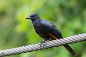 Red-winged Starling (Onychognathus morio)