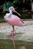 Roseate Spoonbill (Platalea ajaja)