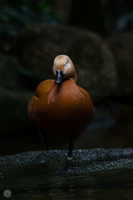 Ruddy Shelduck (Tadorna ferruginea)