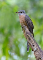 Rusty-breasted-Cuckoo-(Cacomantis-sepulcralis)