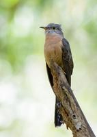 Rusty-breasted-Cuckoo-(Cacomantis-sepulcralis)01