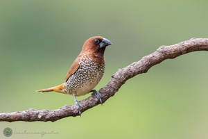 scaly-breasted munia (Lonchura punctulata)01