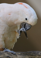 Salmon-crested-cockatoo-(Cacatua-moluccensis)