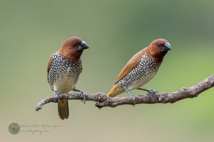 scaly-breasted munia (Lonchura punctulata)02