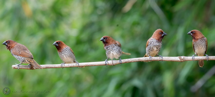 scaly-breasted munia (Lonchura punctulata)03