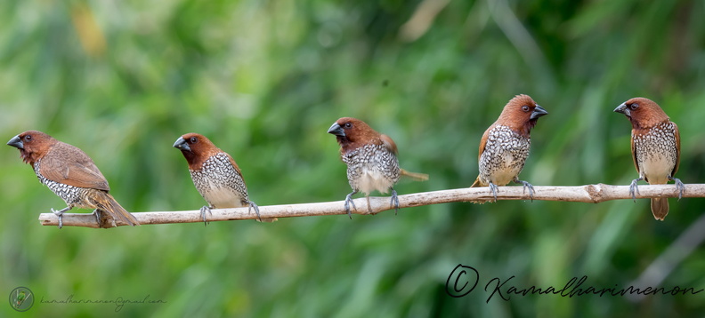 scaly-breasted munia (Lonchura punctulata)03.jpg