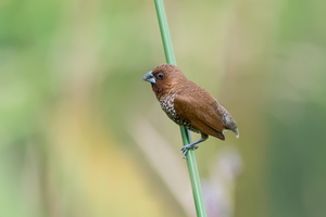 scaly-breasted-munia-(Lonchura-punctulata)