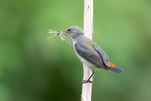 scarlet-backed-flowerpecker-(Dicaeum-cruentatum)01