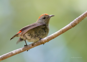 Scarlet-backed-flowerpecker-(Dicaeum-cruentatum)