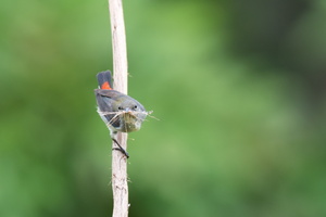 scarlet-backed-flowerpecker-(Dicaeum-cruentatum)02