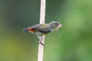 scarlet-backed-flowerpecker-(Dicaeum-cruentatum)03