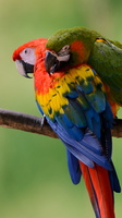 Scarlet-macaw-and-military-macaw