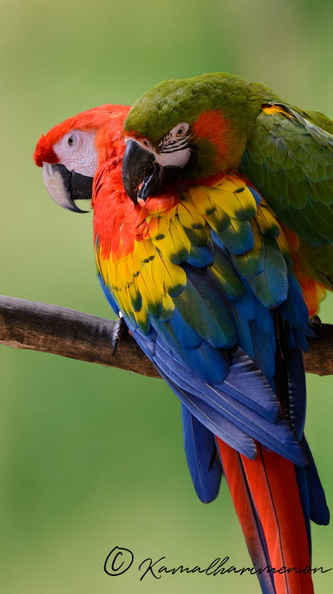 Scarlet-macaw-and-military-macaw.jpg