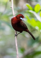 silver-beaked tanager (Ramphocelus carbo)
