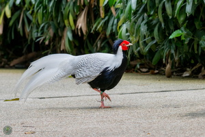 Silver Pheasant (Lophura nycthemera)