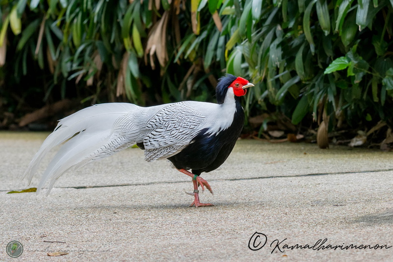 Silver Pheasant (Lophura nycthemera).jpg