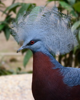 Southern-crowned-pigeon-(Goura-scheepmakeri)
