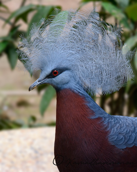 Southern-crowned-pigeon-(Goura-scheepmakeri).jpg