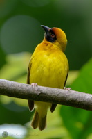 Southern Masked-Weaver (Ploceus velatus)