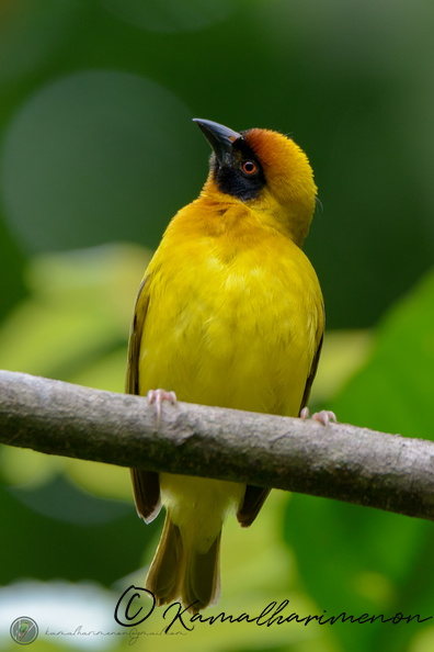 Southern Masked-Weaver (Ploceus velatus).jpg