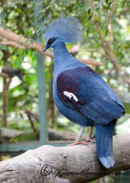 Southern-crowned-pigeon-(Goura-scheepmakeri)02.jpg
