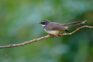 Spot-breasted Fantail (Rhipidura albogularis)
