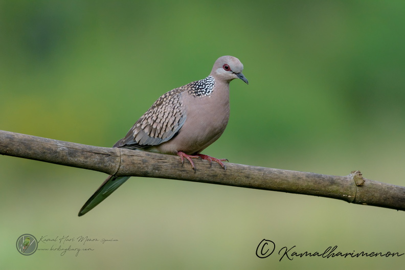 Spotted dove (Spilopelia chinensis).jpg