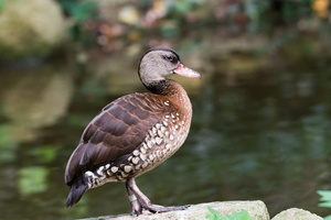 spotted whistling duck (Dendrocygna guttata)