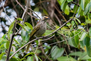 Straw-headed Bulbul (Pycnonotus zeylanicus)