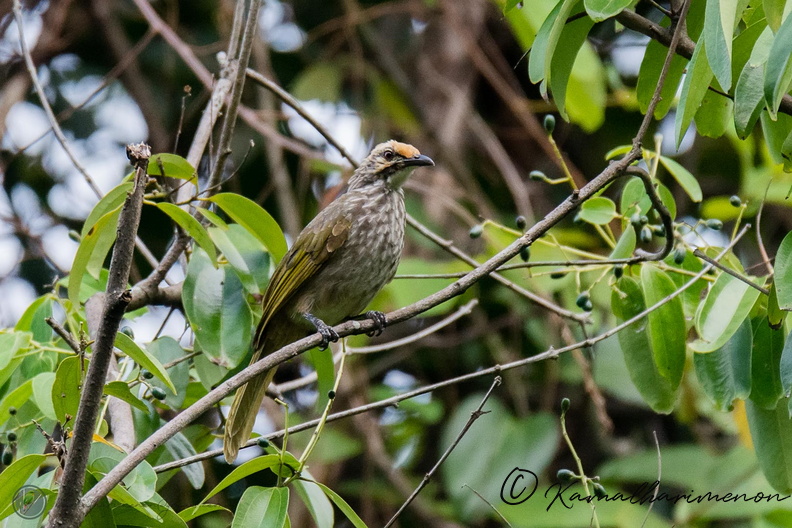 Straw-headed Bulbul (Pycnonotus zeylanicus).jpg