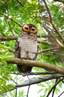 spotted wood owl (Strix seloputo)