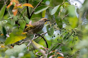 Straw-headed Bulbul (Pycnonotus zeylanicus)01