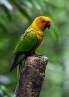 sun-conure-(Aratinga-solstitialis)
