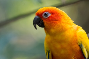 sun-conure-(Aratinga-solstitialis)01