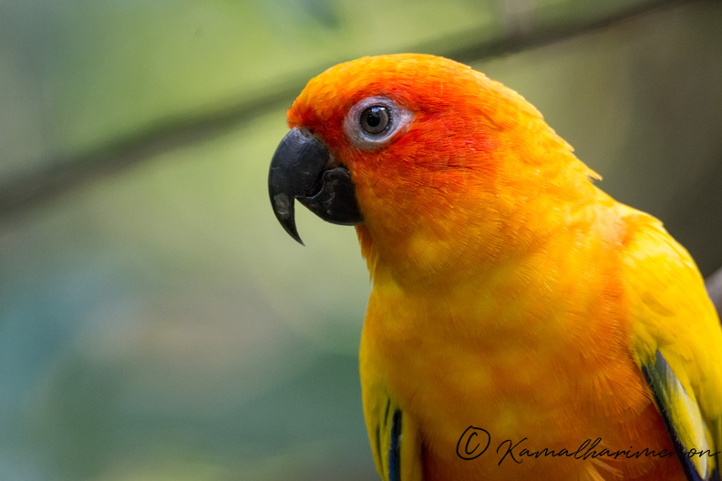 sun-conure-(Aratinga-solstitialis)01.jpg
