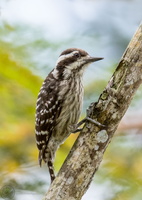 Sunda pygmy woodpecker (Yungipicus moluccensis)