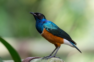 superb-starling-(Lamprotornis-superbus)